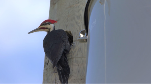 Woodpecker_attacking_poles1