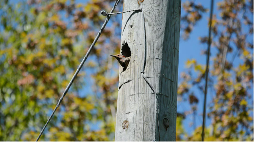 Woodpecker_attacking_poles5