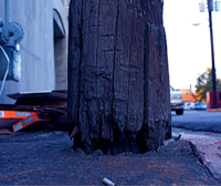 Wood rot shown at the base of a wood utility pole