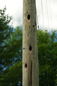 Damage caused by woodpeckers shown on a wood utility pole